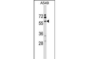 VNN3 Antibody (C-term) (ABIN657602 and ABIN2846600) western blot analysis in A549 cell line lysates (35 μg/lane). (VNN3 anticorps  (C-Term))