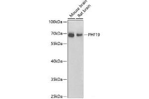 Western blot analysis of extracts of various cell lines using PHF19 Polyclonal Antibody at dilution of 1:1000.