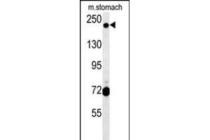 GCC2 Antibody (C-term) (ABIN654156 and ABIN2844023) western blot analysis in mouse stomach tissue lysates (15 μg/lane). (GCC2 anticorps  (C-Term))