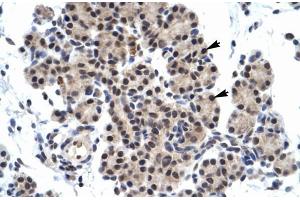 Human Pancreas; ZNF318 antibody - N-terminal region in Human Pancreas cells using Immunohistochemistry (ZNF318 anticorps  (N-Term))