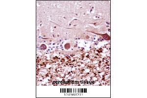 FANCG Antibody immunohistochemistry analysis in formalin fixed and paraffin embedded human cerebellum tissue followed by peroxidase conjugation of the secondary antibody and DAB staining. (FANCG anticorps  (C-Term))