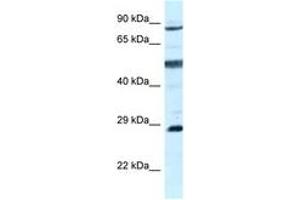 Image no. 1 for anti-Adenylate Kinase 7 (AK7) (AA 604-653) antibody (ABIN6747543) (Adenylate Kinase 7 anticorps  (AA 604-653))