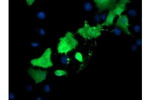 Image no. 1 for anti-TSC22 Domain Family, Member 3 (TSC22D3) antibody (ABIN1498456)