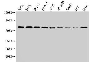 Western Blot Positive WB detected in: Hela whole cell lysate, K562 whole cell lysate, MCF-7 whole cell lysate, Jurkat whole cell lysate, A375 whole cell lysate, SH-SY5Y whole cell lysate, HepG2 whole cell lysate, U87 whole cell lysate, HL60 whole cell lysate All lanes: NOP58 antibody at 1:2000 Secondary Goat polyclonal to rabbit IgG at 1/50000 dilution Predicted band size: 60 kDa Observed band size: 60 kDa (NOP58 anticorps  (AA 1-529))