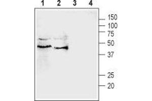 Western blot analysis of rat (lanes 1 and 3) and mouse (lanes 2 and 4) testis lysates: - 1,2. (Pannexin 3 anticorps  (Intracellular))