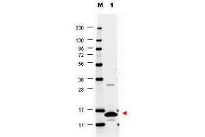 Western blot using  anti-Mouse GM-CSF antibody shows detection of a band ~14 kDa in size corresponding to recombinant mouse GM-CSF (lane 1). (GM-CSF anticorps)