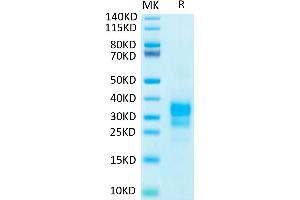 Biotinylated Human IFN-gamma on Tris-Bis PAGE under reduced condition.