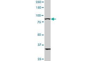 TLR10 monoclonal antibody (M01), clone 2A11.