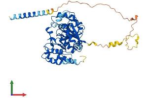 AlphaFold protein structure predicition of Human Recombinant GXYLT1 Protein, UniprotID Q4G148