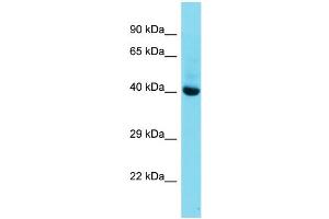 Host:  Rabbit  Target Name:  Mkx  Sample Type:  Mouse Liver lysates  Antibody Dilution:  1. (MKX anticorps  (C-Term))