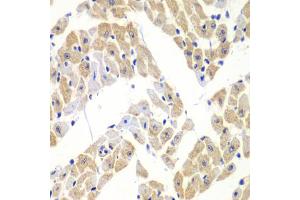 Immunohistochemistry of paraffin-embedded mouse heart using ELF3 antibody (ABIN6292050) at dilution of 1:100 (40x lens). (ELF3 anticorps)