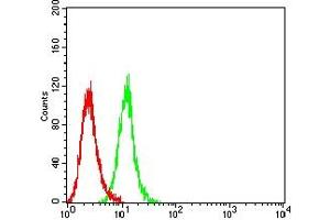 Flow cytometric analysis of Hela cells using ERCC1 mouse mAb (green) and negative control (red).