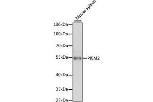 Western blot analysis of extracts of mouse spleen, using PRIM2 antibody (ABIN6130291, ABIN6146164, ABIN6146166 and ABIN6215325) at 1:3000 dilution. (PRIM2 anticorps  (AA 1-170))