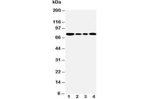 Western blot testing of BiP antibody and Lane 1:  rat testis;  2: A549;  3: MCF-7;  4: HeLa cell lysate (GRP78 anticorps  (C-Term))