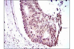 Immunohistochemistry (IHC) image for anti-Kruppel-Like Factor 1 (erythroid) (KLF1) (AA 208-362) antibody (ABIN1845960)