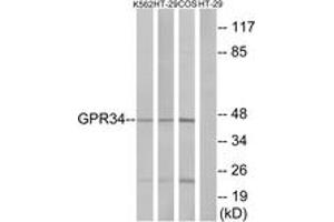 Western blot analysis of extracts from HT-29/K562/COS7 cells, using GPR34 Antibody.