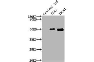 Immunoprecipitating FNTB in K562 whole cell lysate Lane 1: Rabbit control IgG instead of ABIN7127495 in K562 whole cell lysate.