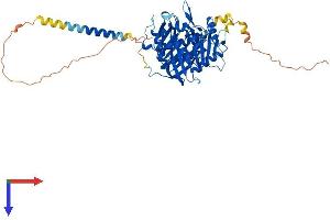 AlphaFold protein structure predicition of Mouse Recombinant Pld5 Protein, UniprotID Q3UNN8