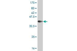 Western Blot detection against Immunogen (36.