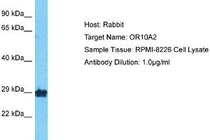 Host: Rabbit Target Name: OR10A2 Sample Type: RPMI-8226 Whole Cell lysates Antibody Dilution: 1. (Olfactory Receptor, Family 10, Subfamily A, Member 2 (OR10A2) (Middle Region) anticorps)