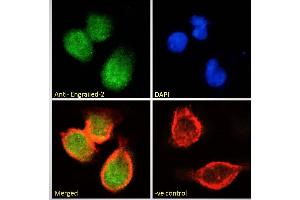 ABIN185576 Immunofluorescence analysis of paraformaldehyde fixed HEK293 cells, permeabilized with 0.