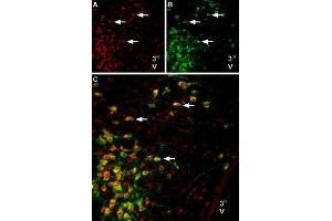 Multiplex staining of Melatonin receptor type 1B and Angiotensin II receptor type 2 in rat brain - Immunohistochemical staining of perfusion-fixed frozen brain sections using Anti-Melatonin Receptor 1B (MTNR1B) Antibody (ABIN7043327, ABIN7044601 and ABIN7044602), (1:600) and Anti-Angiotensin II Receptor Type-2 (extracellular)-ATTO Fluor-488 Antibody (ABIN7042926), (1:100). (Melatonin Receptor 1B anticorps  (AA 232-246))