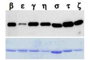 Western Blotting (WB) image for anti-14-3-3 Pan antibody (ABIN1105134) (14-3-3 Pan anticorps)