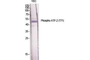 Western Blot (WB) analysis of specific cells using Phospho-ATF-2 (T71) Polyclonal Antibody. (ATF2 anticorps  (pThr71))