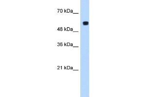 PUF60 antibody used at 1. (PUF60 anticorps  (C-Term))