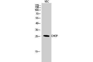 Western Blotting (WB) image for anti-DNA-Damage-Inducible Transcript 3 (DDIT3) (Ser301) antibody (ABIN3174391) (DDIT3 anticorps  (Ser301))