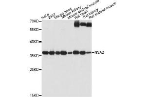 Western blot analysis of extracts of various cell lines, using NSA2 antibody (ABIN6293774) at 1:1000 dilution. (NSA2 anticorps)