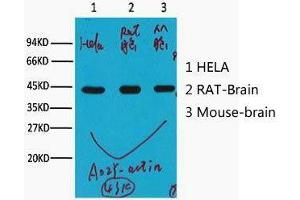 Western Blot (WB) analysis of HeLa (1), Rat Brain (2), Mouse Brain (3), (A02) diluted at 1:10000. (beta Actin anticorps)