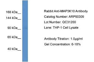 Western Blotting (WB) image for anti-Mitogen-Activated Protein Kinase Kinase Kinase 10 (MAP3K10) (C-Term) antibody (ABIN786125) (MAP3K10 anticorps  (C-Term))