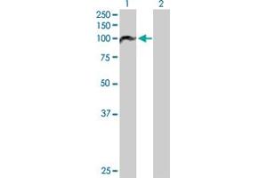 Western Blot analysis of PBXIP1 expression in transfected 293T cell line by PBXIP1 MaxPab polyclonal antibody. (PBXIP1 anticorps  (AA 1-731))