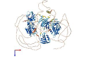 AlphaFold protein structure predicition of Mouse Recombinant Magi2 Protein, UniprotID Q9WVQ1