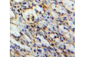 IHC-P analysis of Spleen tissue, with DAB staining. (SIT1 anticorps  (AA 2-175))