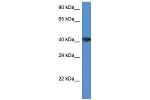 Western Blot showing XRCC3 antibody used at a concentration of 1 ug/ml against ACHN Cell Lysate