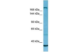 WB Suggested Anti-MYH13 Antibody Titration: 1. (MYH13 anticorps  (C-Term))