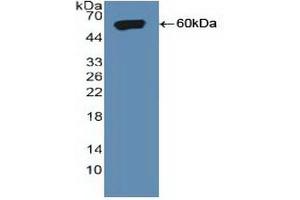 Western blot analysis of recombinant Human SORT1. (Sortilin 1 anticorps  (AA 50-320))