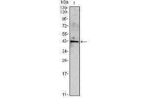 Western Blot showing INHA antibody used against mouse spermary (1) tissues lysate. (Inhibin alpha anticorps)