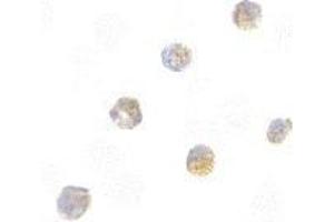 Immunocytochemistry of ASC in HL60 cells with AP30084PU-N ASC antibody at 5 μg/ml.