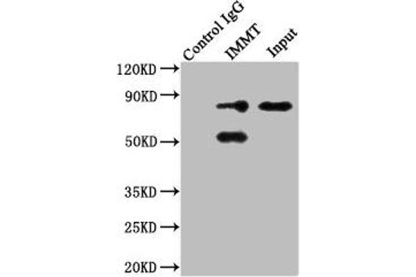 IMMT antibody  (AA 76-215)