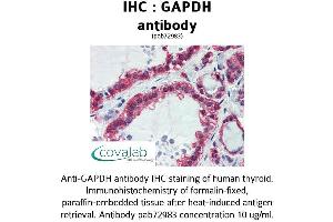 Image no. 1 for anti-Glyceraldehyde-3-Phosphate Dehydrogenase (GAPDH) (AA 9-323) antibody (ABIN1734616) (GAPDH anticorps  (AA 9-323))