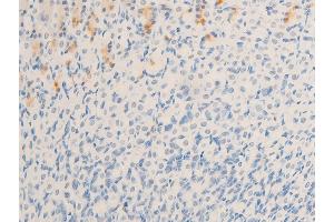 ABIN6267244 at 1/100 staining mouse gastric tissue sections by IHC-P.