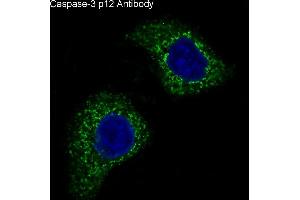 anti-Caspase 3 p12 antibody