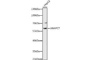 Western blot analysis of extracts of HepG2 cells, using  antibody (ABIN7265582) at 1:1000 dilution. (ANAPC7 anticorps)