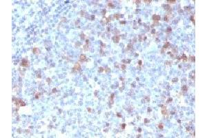IHC testing of FFPE human tonsil with Cdc20 antibody (clone CLDC20-1) (CDC20 anticorps)