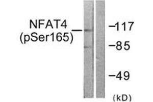 Western blot analysis of extracts from HeLa cells treated with Ca+ 40nM 30', using NFAT4 (Phospho-Ser165) Antibody. (NFATC3 anticorps  (pSer165))