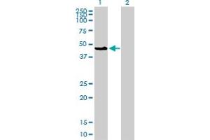 Western Blot analysis of MAPK8 expression in transfected 293T cell line by MAPK8 monoclonal antibody (M11), clone 2F11.