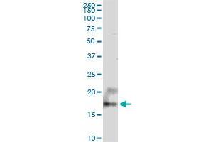 UXT MaxPab polyclonal antibody.